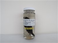 藏品(白頭翁)的圖片